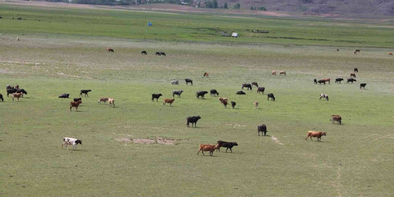 Manda sürüsünden kartpostallık görüntüler