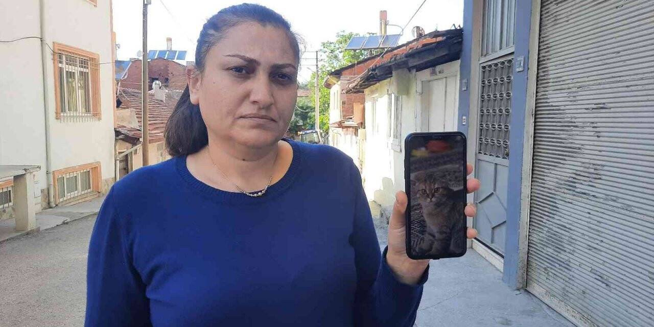 Kaybolan kedisini bulana para ödülü verecek