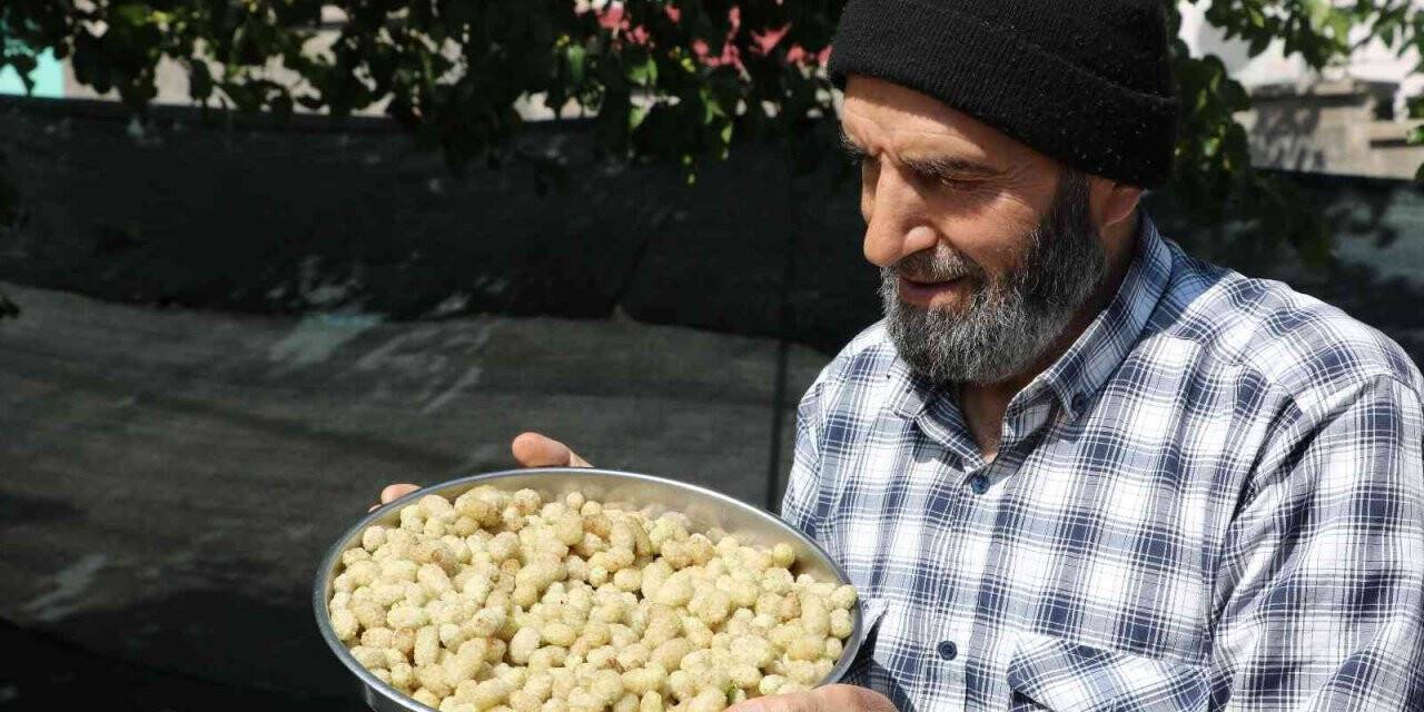 Dut hasadı başladı