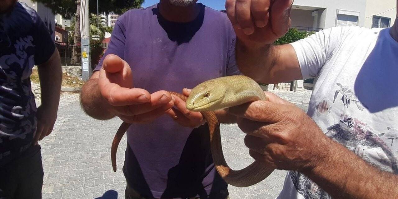 Yaşam alanları azalan oluklu kertenkelelere dikkat çekildi