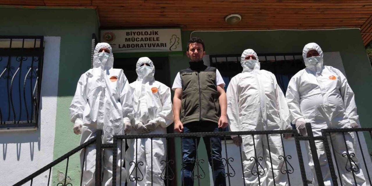 Ormanlarda böcek savaşları başladı