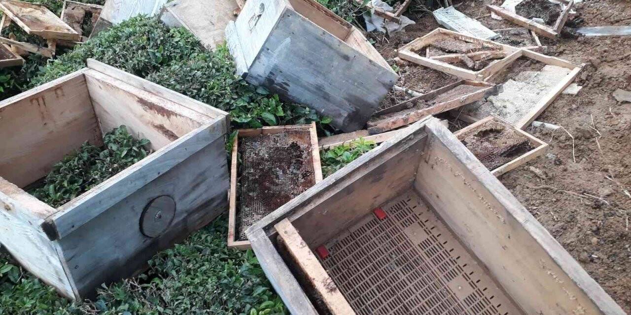 Arhavi’de aç kalan ayılar kovanları parçaladı