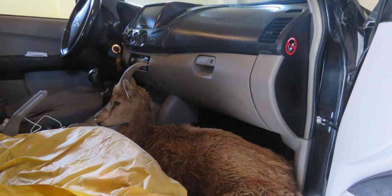 Çoban köpeklerinin saldırısına uğrayan yaban keçisi tedavi altına alındı