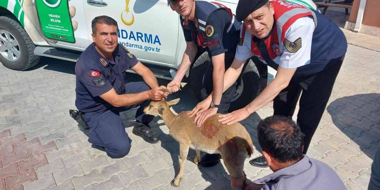 Karaman’da yaralı halde bulunan dağ keçisi tedavi altına alındı