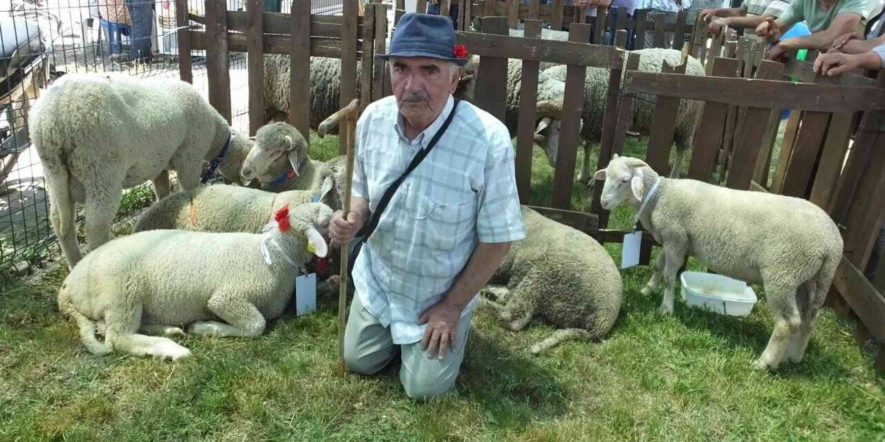 Balıkesir’de Bahar Şenliği’nde kuzu ve oğlaklar yarıştı