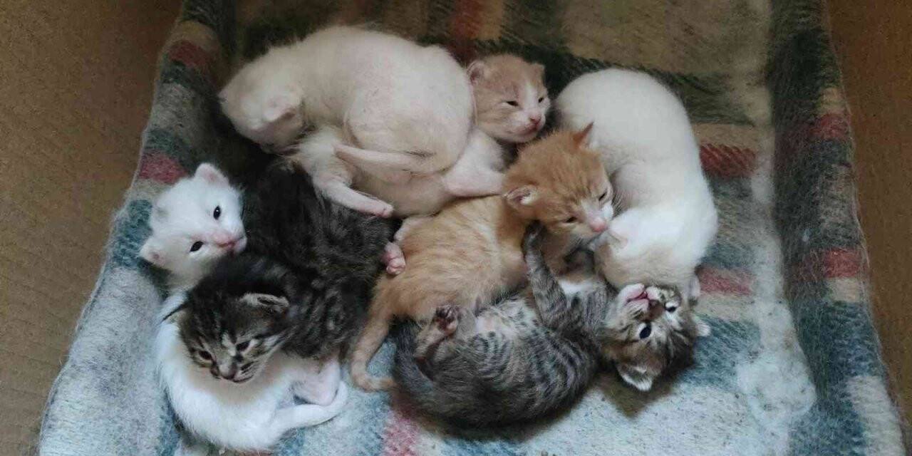 Uyanık kedi, yavrularını annesine verip kendisi bahçede dolaşıyor