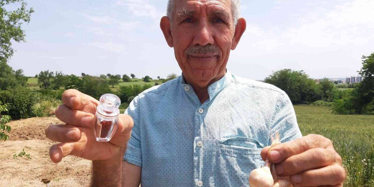 Edirne’de safranın soğan hasadı başladı