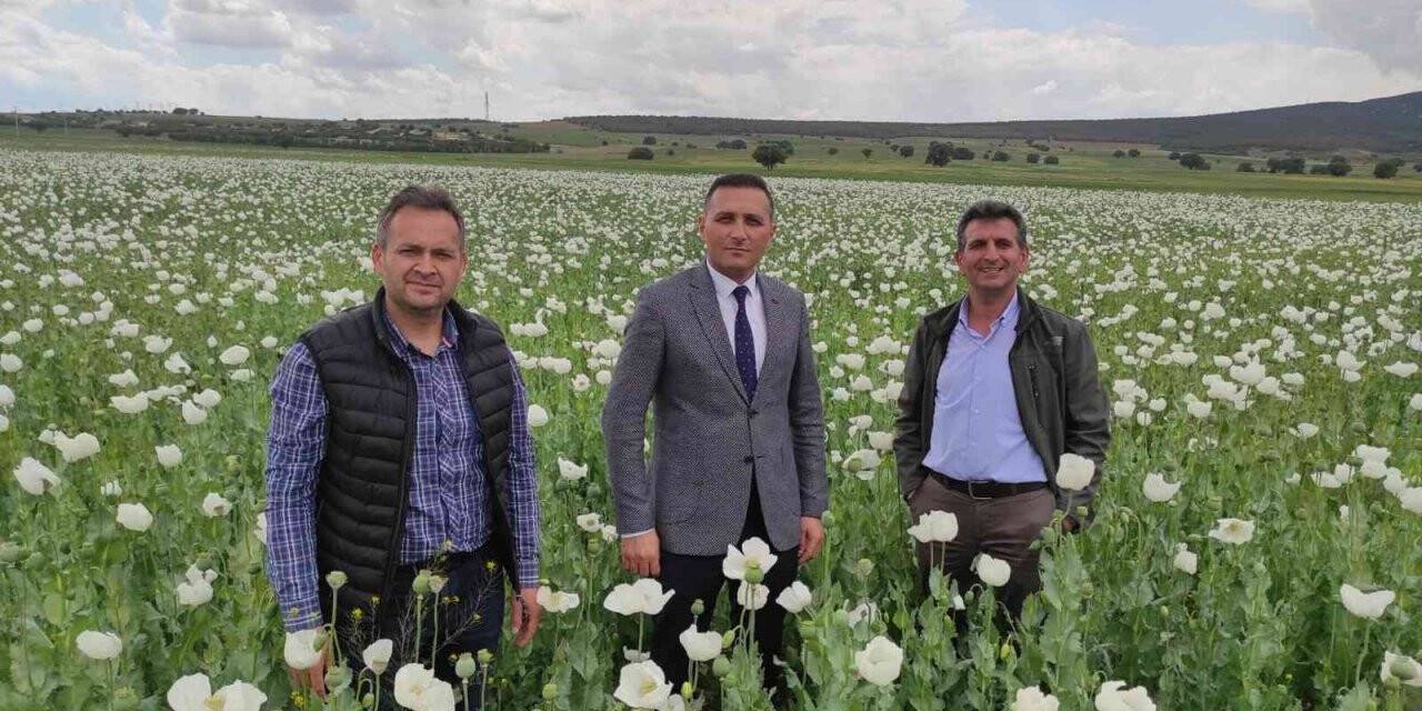 Afyonkarahisar’da bu yıl en çok haşhaş Dinar’da ekildi