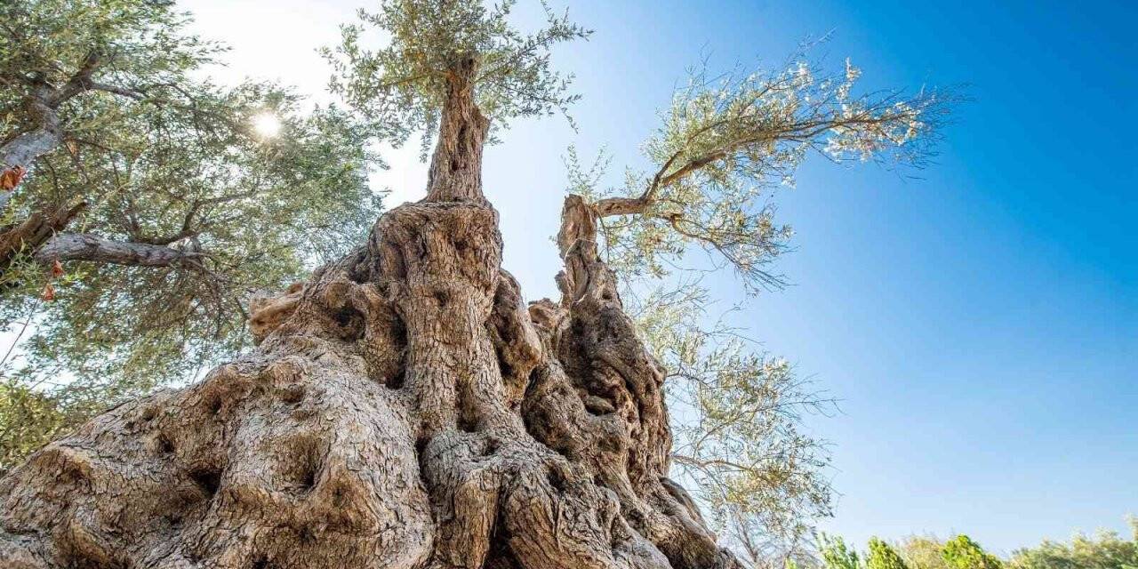 Fuar İzmir’de zeytinyağı müzayedesi