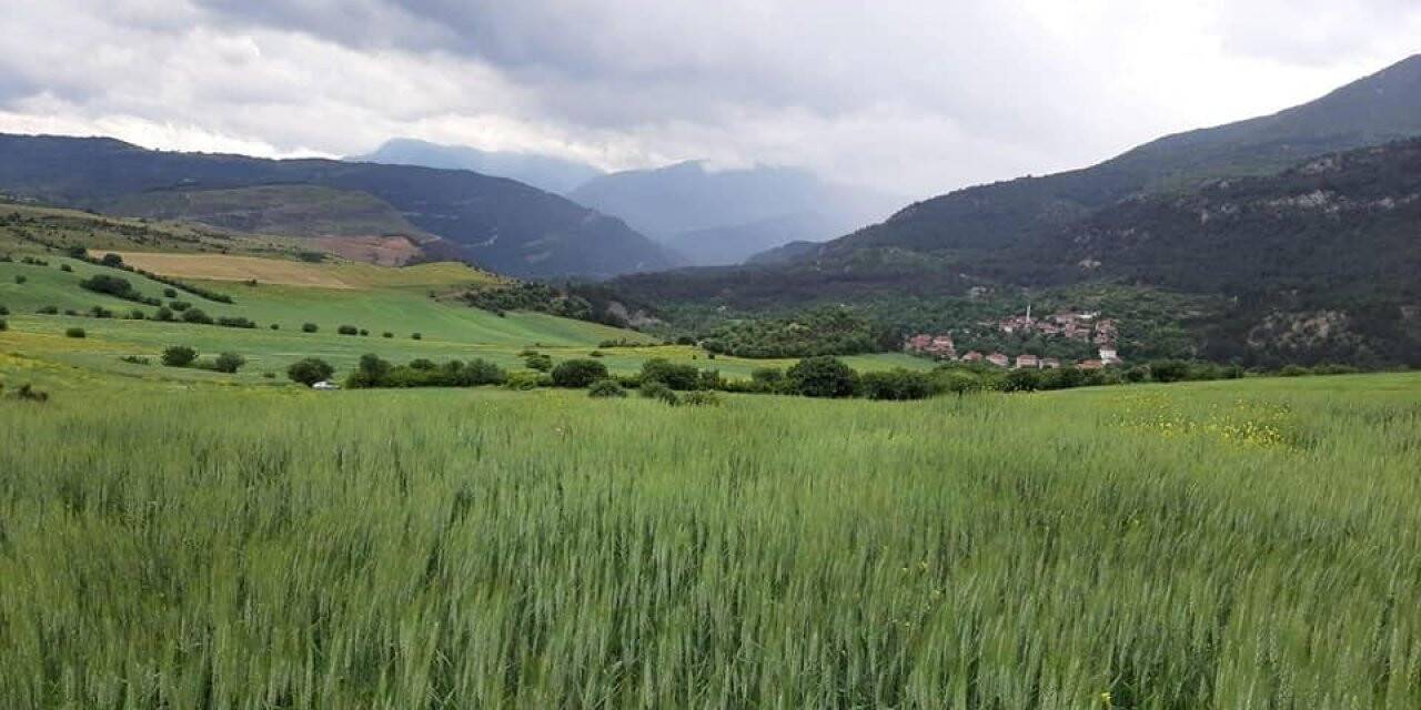 Karabük’te hububat düşmanı süneye karşı çalışma başlatıldı