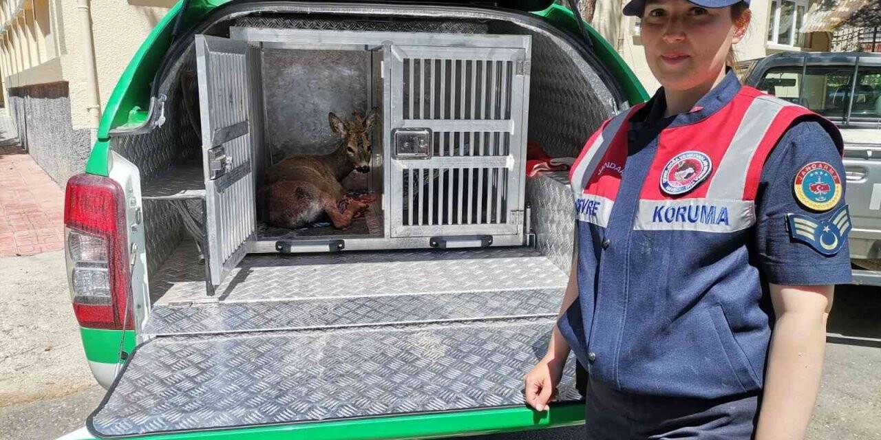 Jandarma ekiplerinin bulduğu yaralı karaca tedavi altına alındı