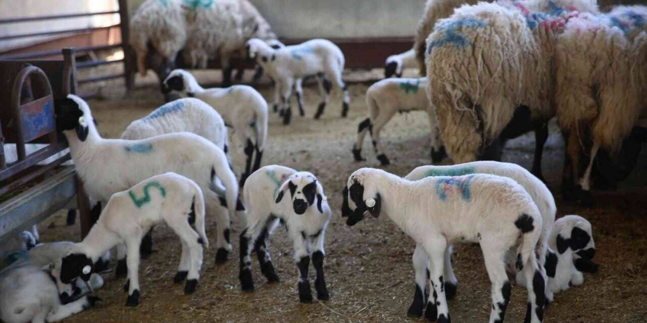 Sakız Koyunu Çiftliği’nde doğumlar başladı
