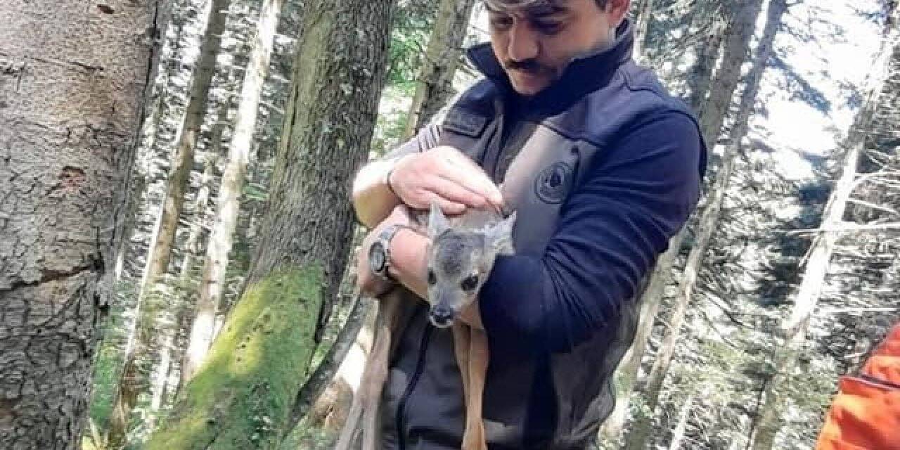 Yavru karacaya ormancı şefkati