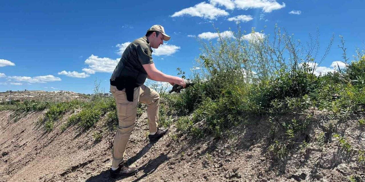 HAYDİ’nin kaplumbağa duyarlılığı