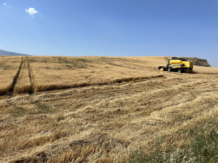 Amik Ovası'nda  buğdaydan 245 bin ton rekolte bekleniyor