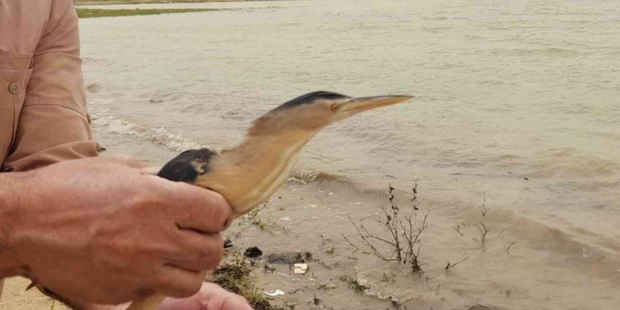 Tedavisi tamamlanan balaban kuşu doğaya bırakıldı