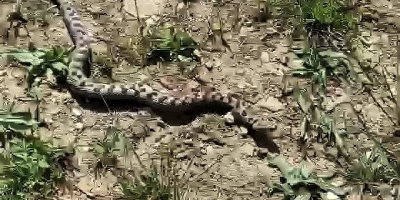 Kampta yürüyüşe çıkan iki arkadaş Kafkas burunlu engereği görüntüledi