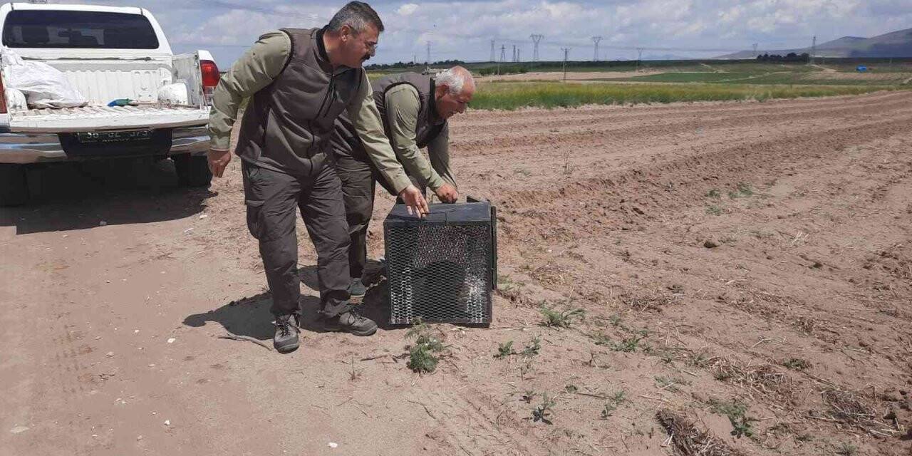 Girdiği kümeste mahsur kalan tilkiyi ekipler kurtardı