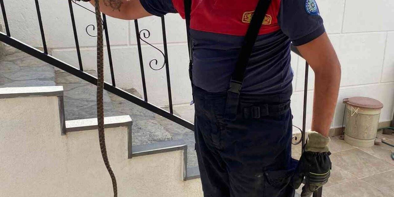 Yılan, evin deposuna girdi