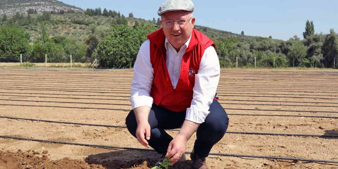 Menteşe’de 25 Bin yerli fidan toprakla buluştu