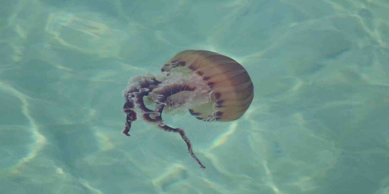 Dünyanın en zehirli türlerinden biri bu seferde Tekirdağ kıyılarında görüldü