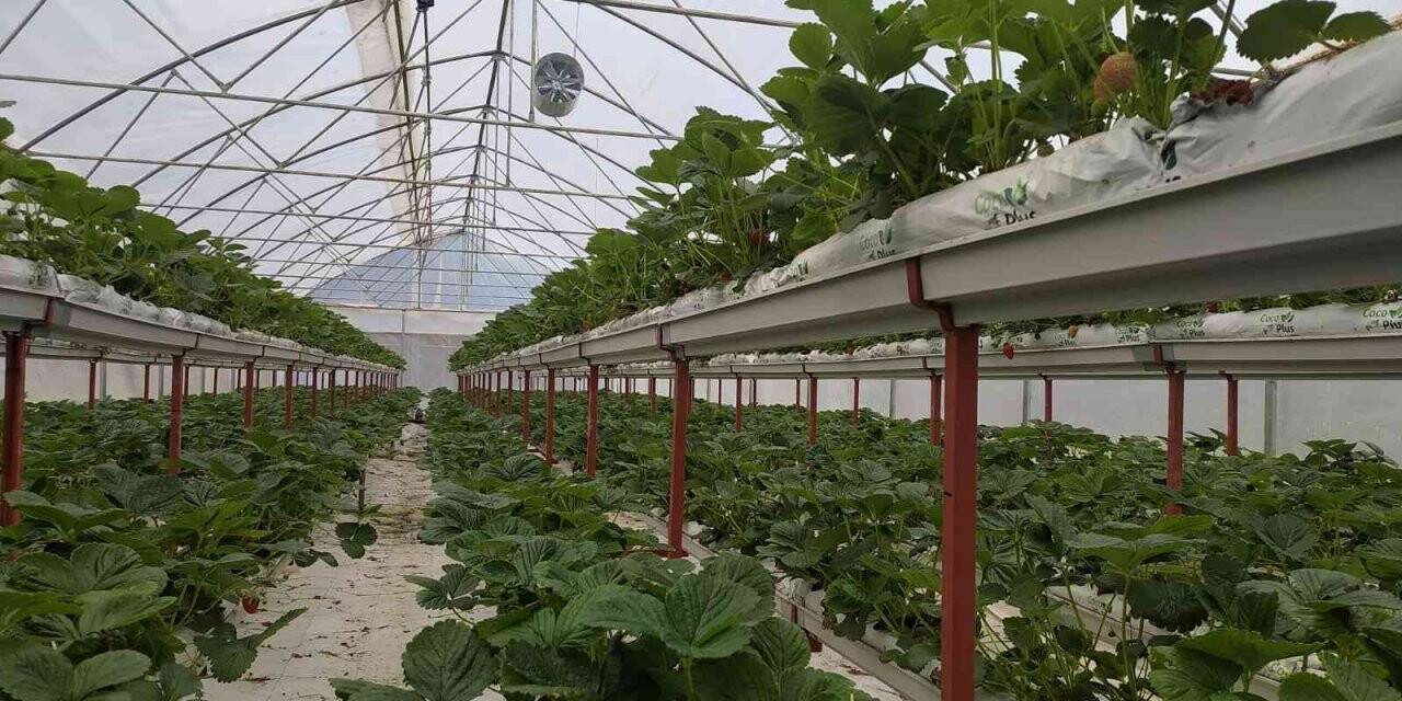 Giresun’da topraksız tarımda ilk çilek hasadı başladı