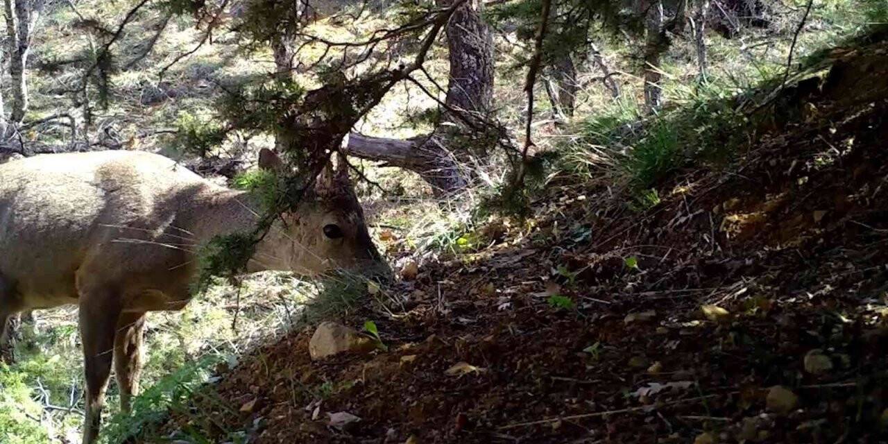 Kırıkkale’de yaban hayatı fotokapanla görüntülendi