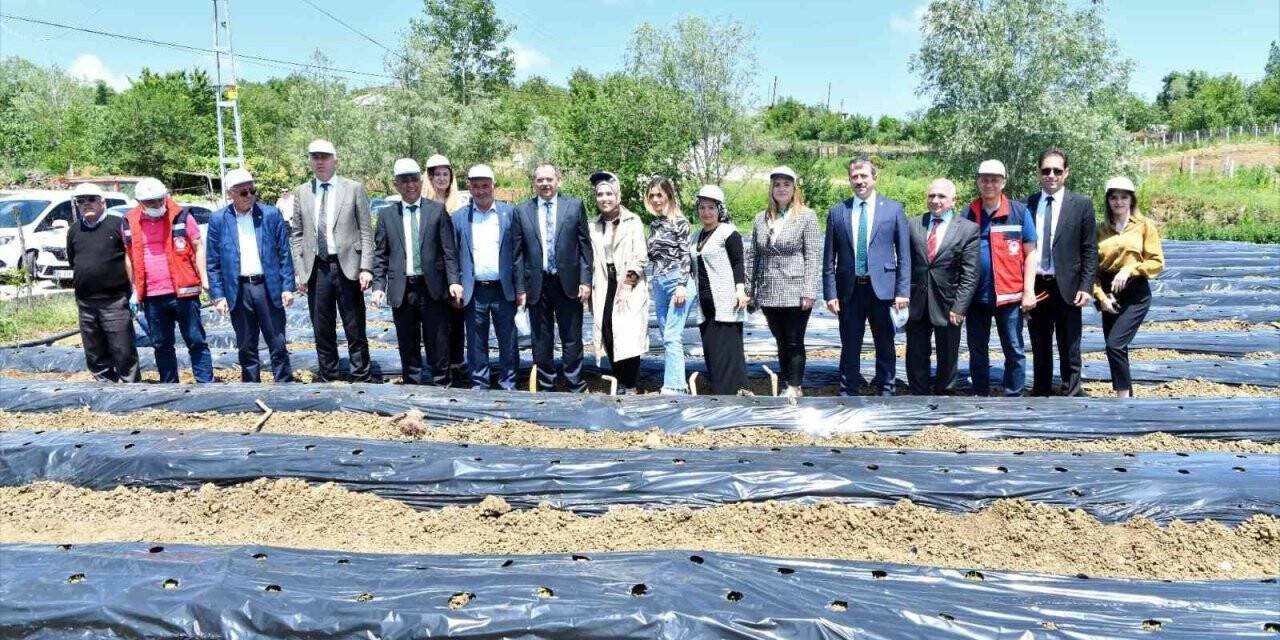 Samsun’da 500 bin çilek fidesi, 11 bin 880 aronya fidanı dağıtıldı
