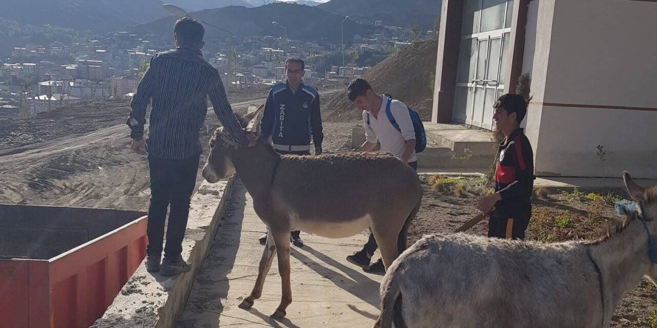 Hakkari’de sahipsiz eşekler şehir dışına çıkartıldı