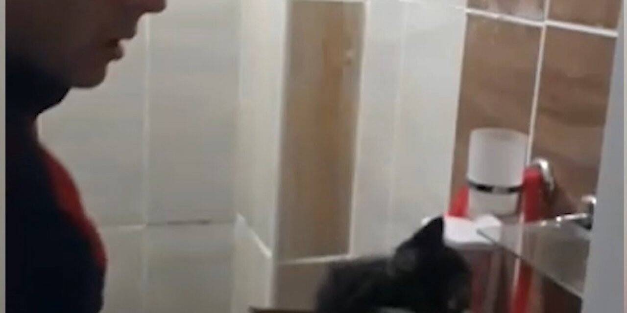 Mahsur kalan yavru kediler kurtarıldı