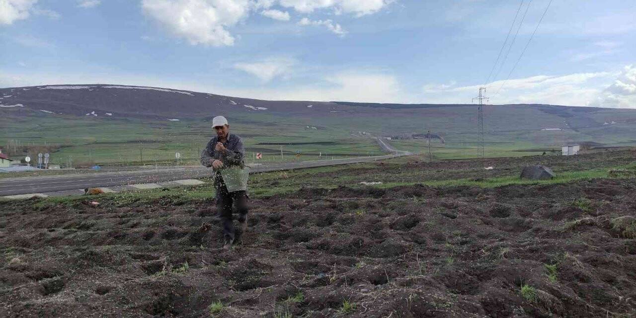 Ardahanlı çiftçiler mahsullerini iki ay geç ekti