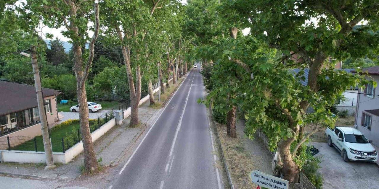 Ata yadigarı doğal yeşil tünelde keyifli yolculuk