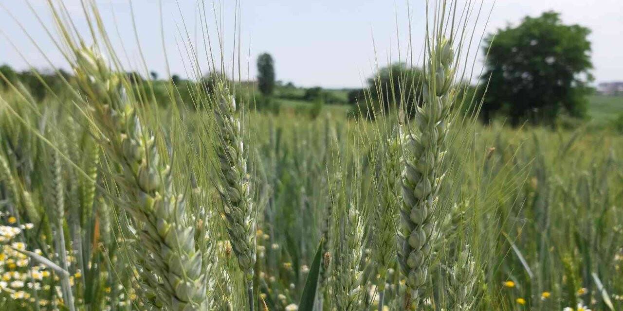 Yağışların buğday rekoltesini arttırması bekleniyor