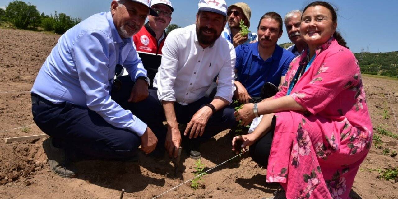 200 yıl sonra Sındırgı’da kök boya bahçesi kuruldu