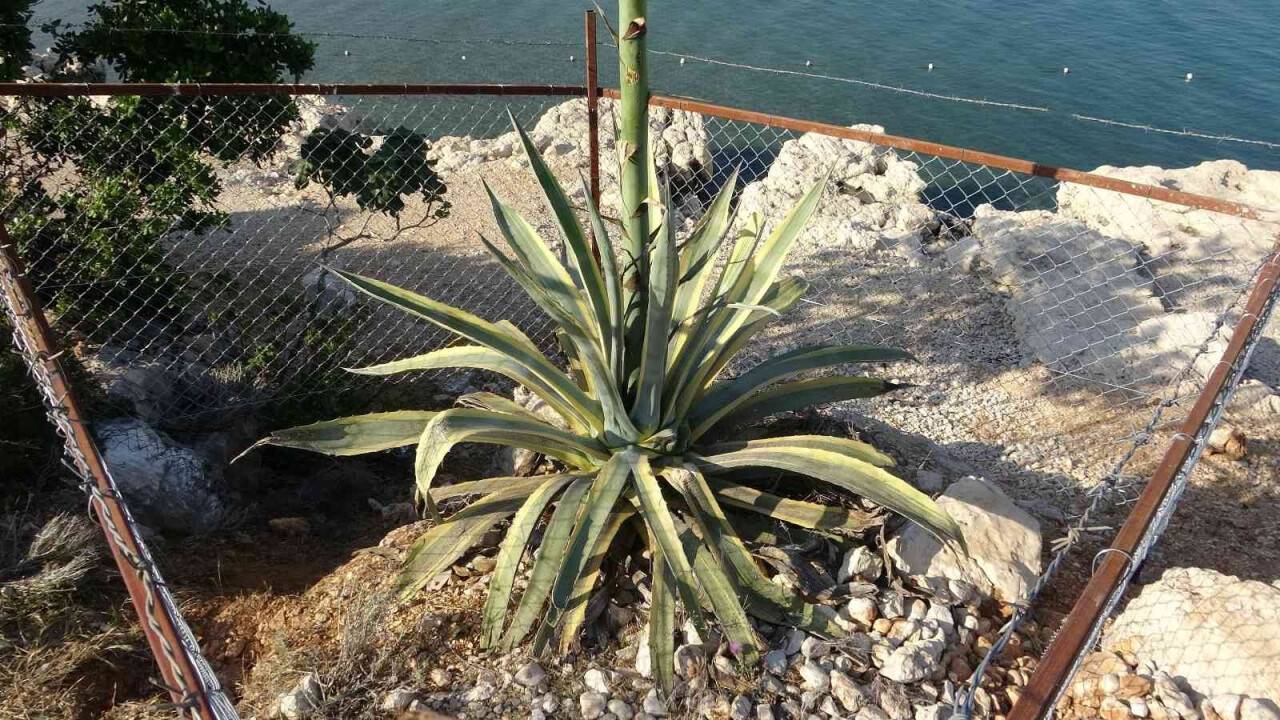 50 yıl sonra 4,5 metreye ulaşan çiçek koruma altına alındı