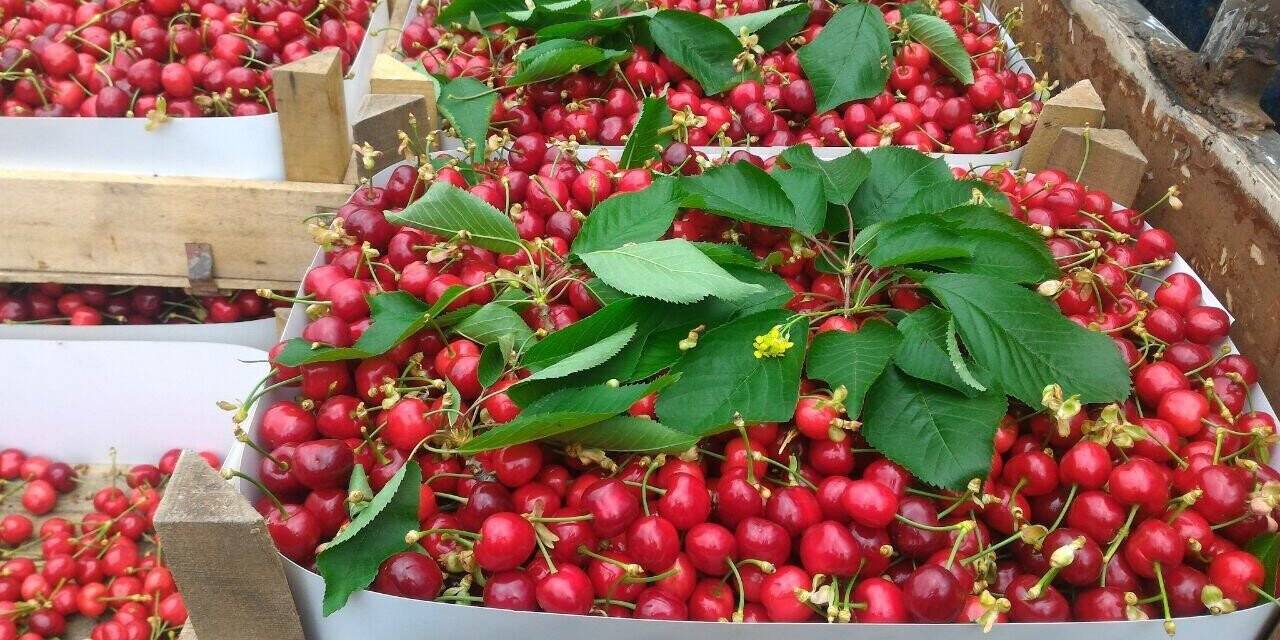 Bursa’da kiraz hasadı başladı