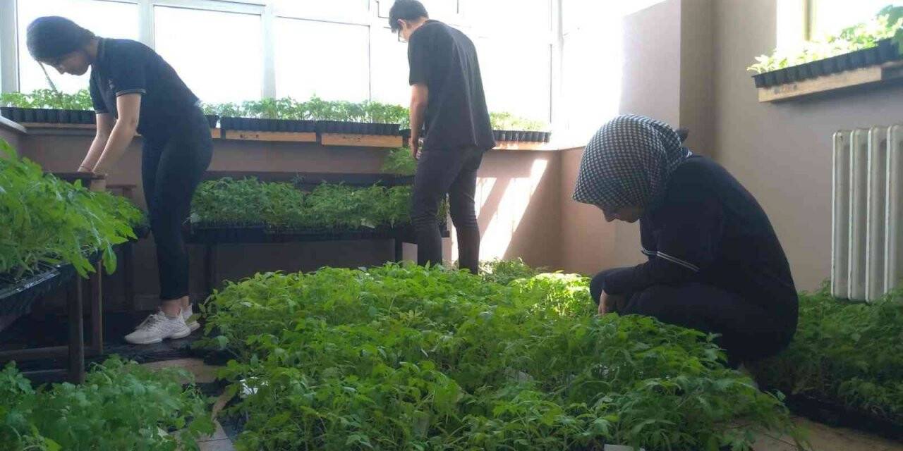 Ata tohumları toprakla buluştu