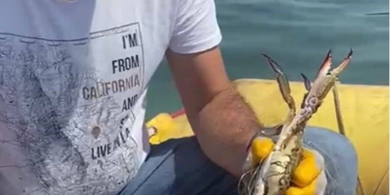 Aydın Büyükşehir Belediyesi ekipleri hayalet ağa takılan yengeci kurtardı