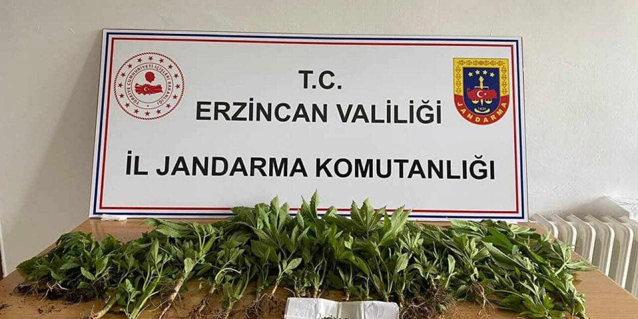 Erzincan’da uyuşturucu operasyonunda esrar ve kenevir ele geçirildi