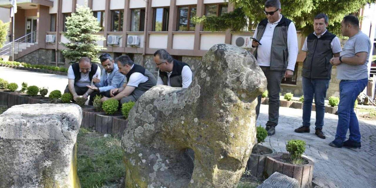 Şimşir güvesi zararlısıyla mücadelede biyolojik çalışmalar sürüyor