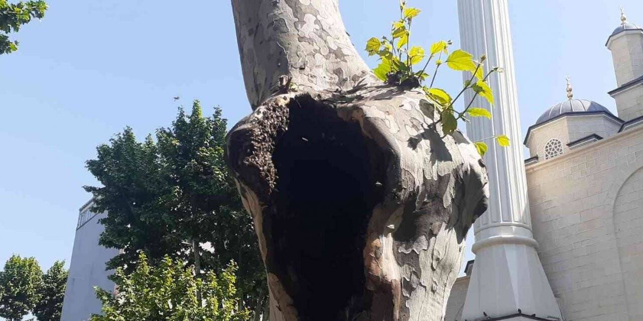 Pendik’te şaşırtan görüntü: Arılar ağaç kovuğuna yuva yaptı