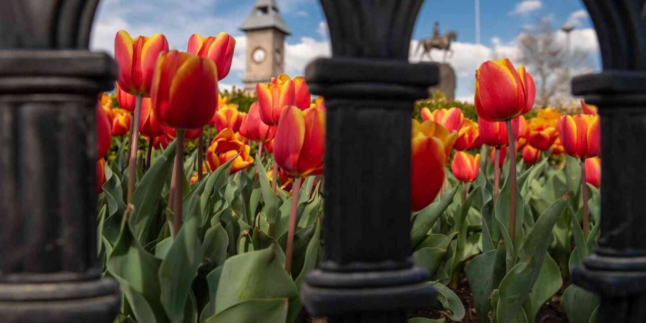 Kayseri’de 1 milyon çiçek toprakla buluşacak