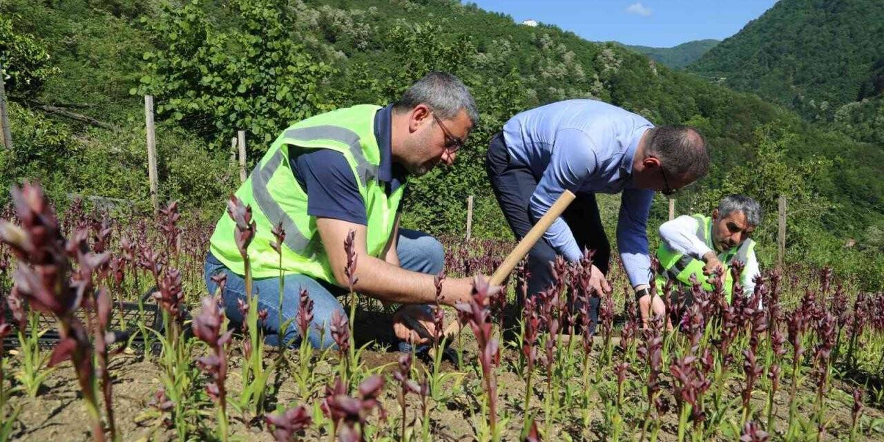 Ordu’da salep hasadı başladı