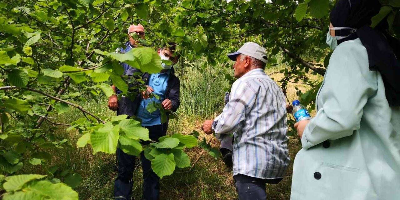 Fındıkta bakım ve zararlılarla mücadele zamanı