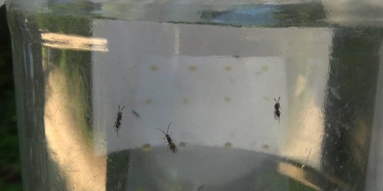 Terminatör böcekler ’Gal Arısı’ ile mücadele edecek