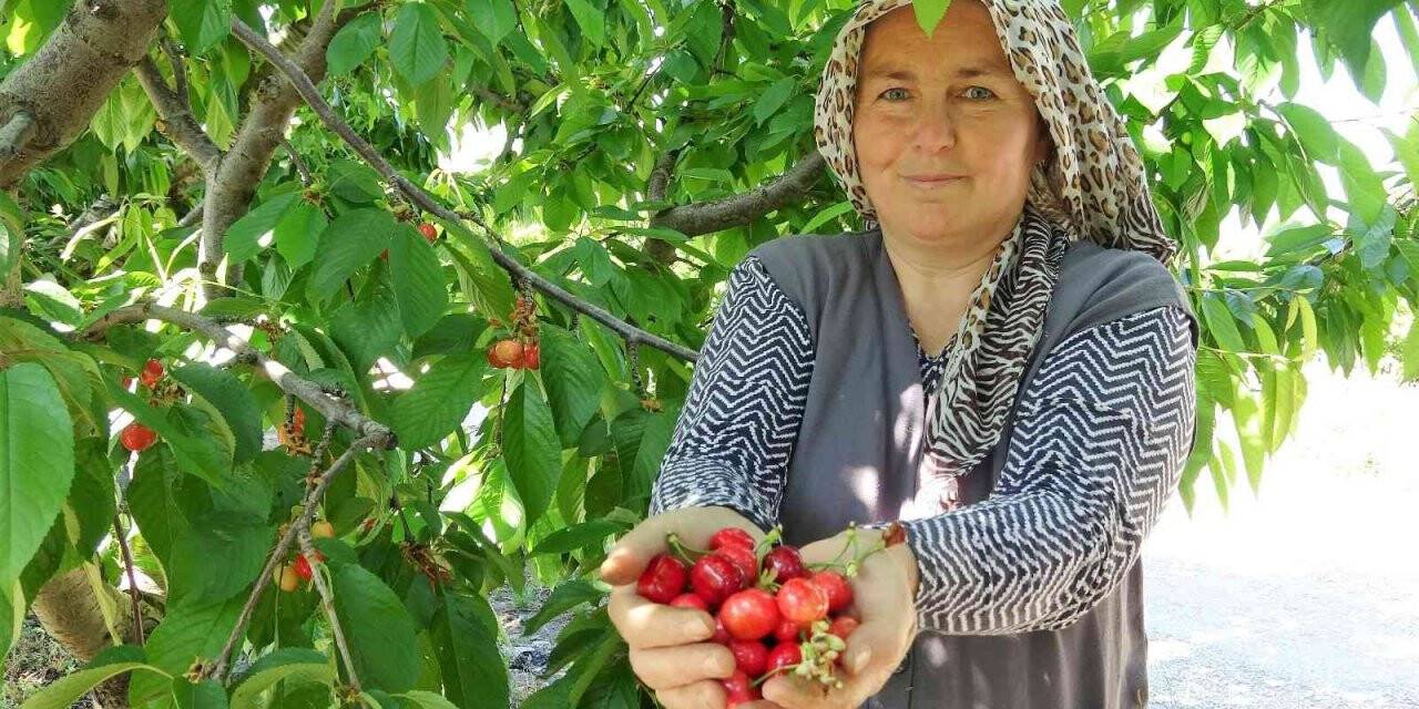 Tokat’ta turfanda kiraz hasadı başladı