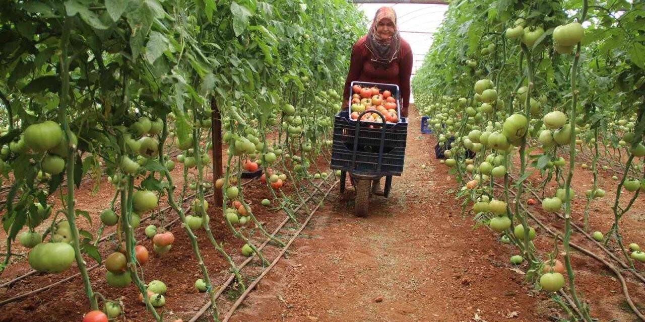 Antalya’da serada 40 dereceye yaklaşan sıcaklıkta domates hasadı