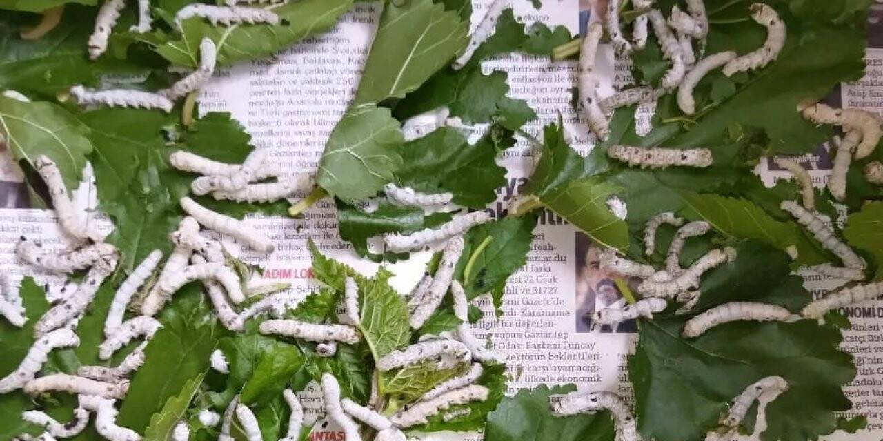 İpek böceğinin tanesi 5 lira