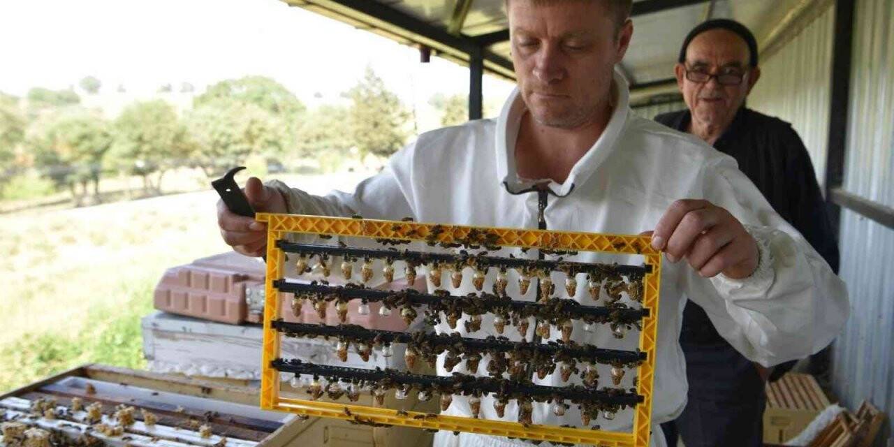 Büyükşehir’inin ana arıları yeni evlerine uçtu