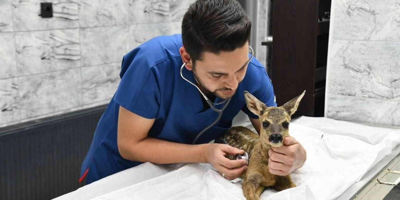 Yavru karaca doğada yeniden koşabilecek